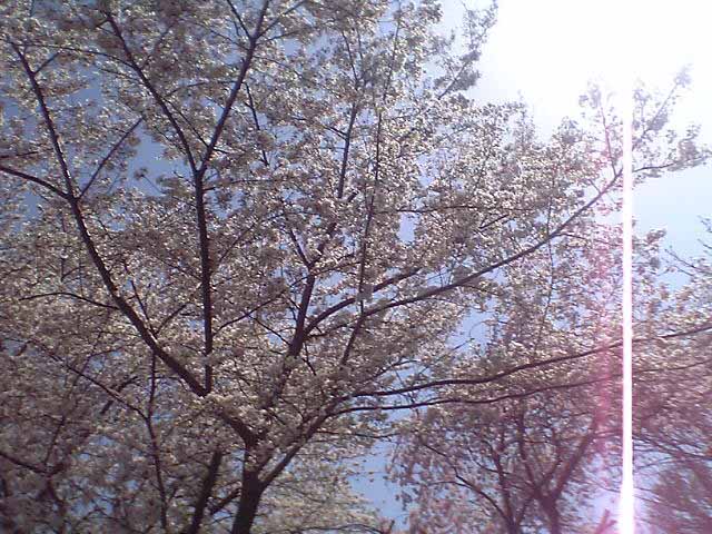 sakura3.jpg